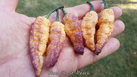 Blue Ghost (Peach) - Pepper Seeds - White Hot Peppers